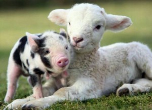 cute-real-farm-animals-widescreen-2