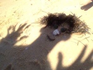 shelss-face-beach-treasures-face-beach-debris-face-kids-making-shadow-people-on-beach-beach-games-for-toddlers1