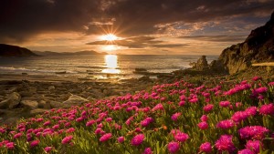 sunrise-nature-wallpaper-images-and-high-definition-flowers-sunrise-wallpapers-free-download-wallpaper-android-for-mobile-pc-walls-iphone-with-quotes